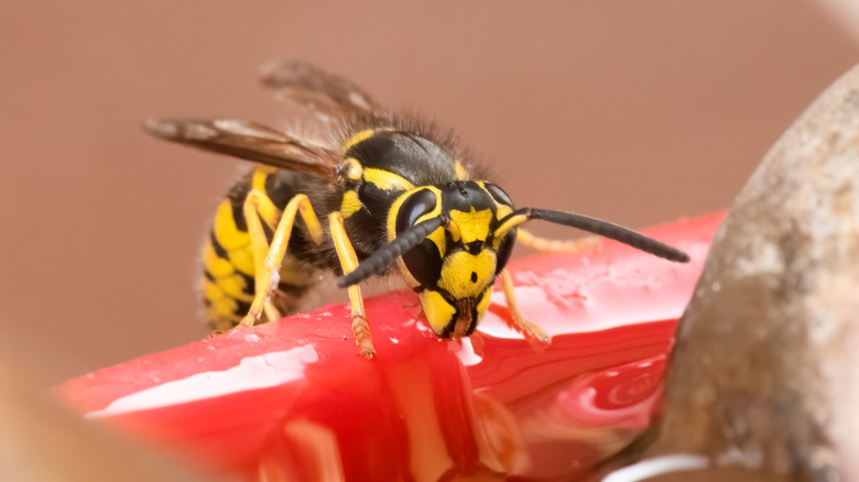 A wasp drinking sugar water out of a red hummingbird feeder