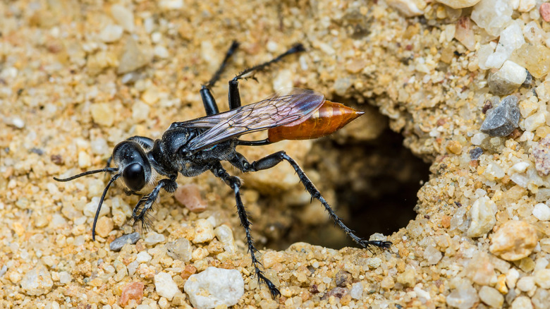 A black and brown wasp crawling out of a hole in the sand