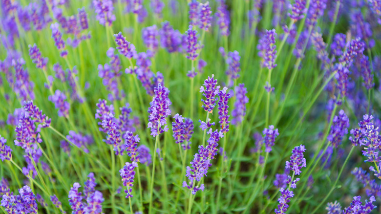 A bunch of lavender growing outside with its bright purple flowers