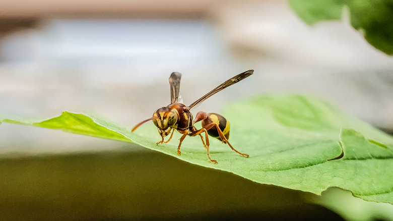 A close-up photo of a wasp sitting on a large green leaf with its wings partially extended