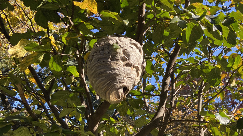 A large wasp nest hanging from a tree with green and yellow leaves