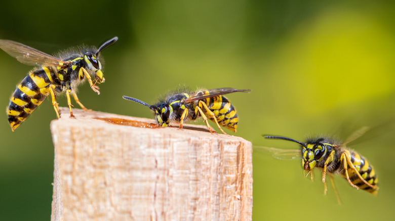 Three wasp sitting on and flying around a piece of wood