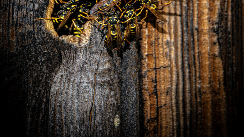 A colony of wasps hovering around a hole in a wooden panel
