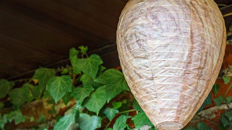 A fake wasp nest under a porch with a green plant behind it