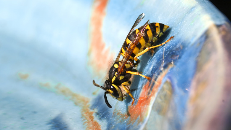 A wasp crawling down a metal container to get water