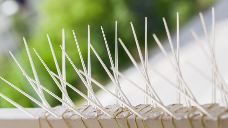 Row of bird spikes