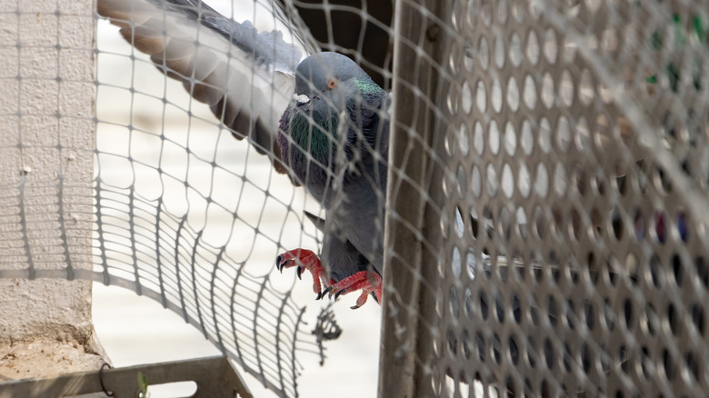 Pigeon flying behind mesh netting