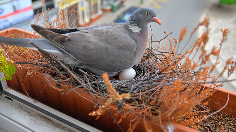 Pigeon sitting in nest in window planter