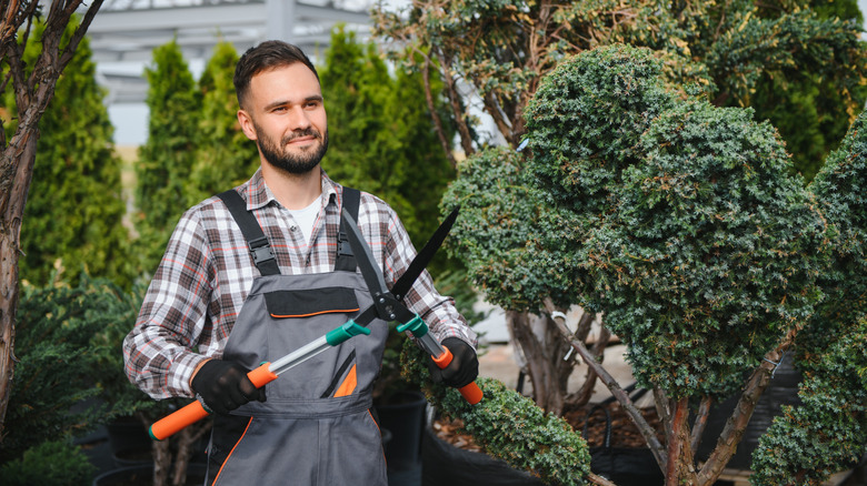 Man trimming shrub with large shears