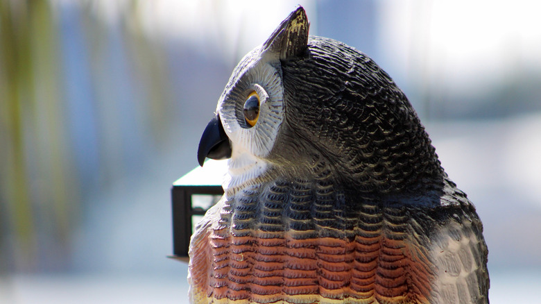 Plastic owl decoy