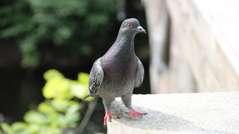 Pigeon standing on building ledge