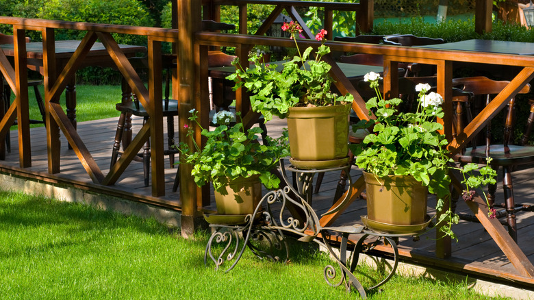 Potted plants in backyard