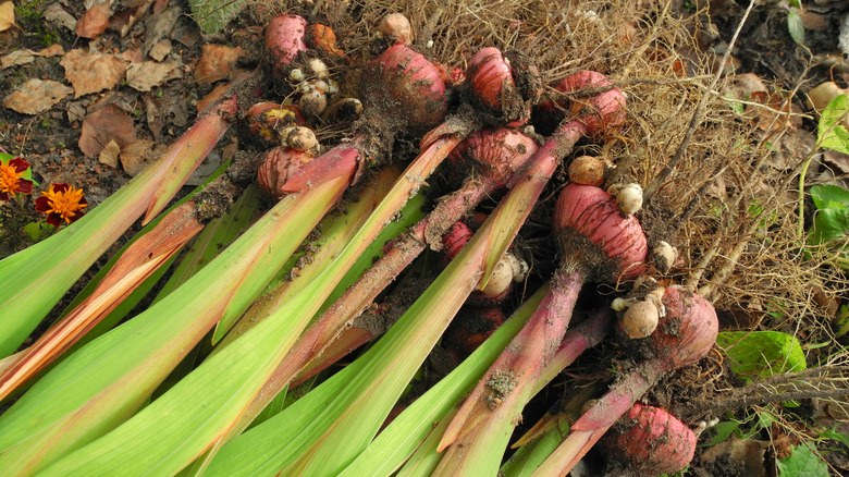 Gladiolus bulbs with leaves dug up from soil