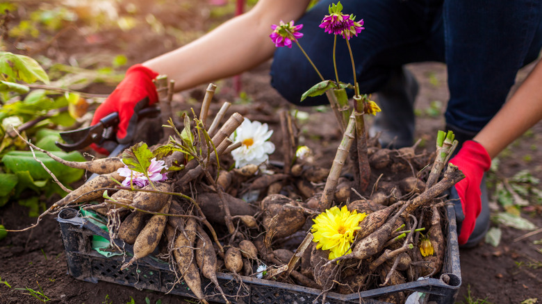 Gardener with dug up bulbs for overwintering