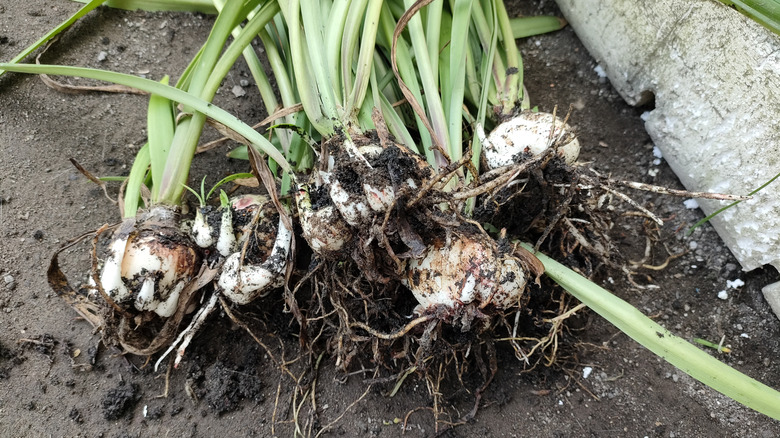 Amaryllis bulbs dug up and covered in dirt