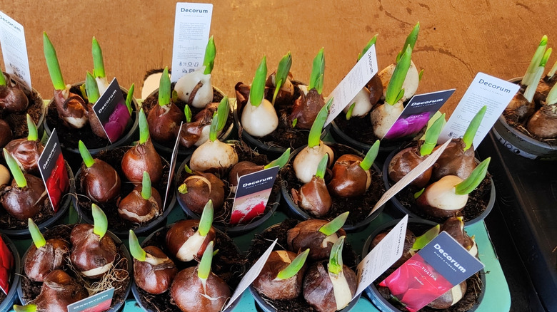 Tulip bulbs in plastic pots