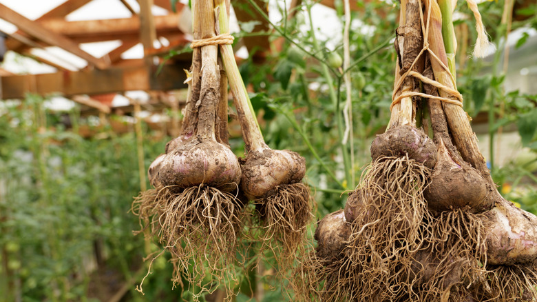 Drying garlic bulbs for long-term storage