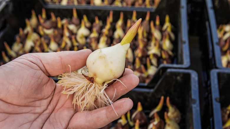 A person holding a tulip bulb