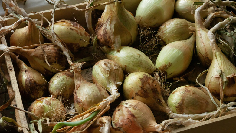 Ripe bulbs in a wooden box