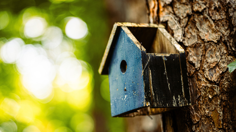 An old blue birdhouse affixed to a tree is missing it's roof