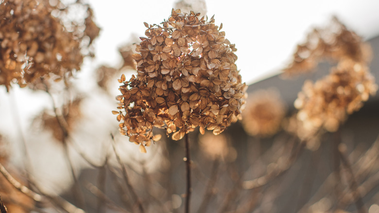 Dried out hydrangea flower heads sway in the breeze