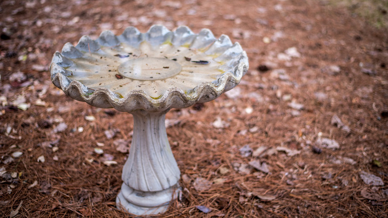 An old dirty birdbath is surrounded by pinestraw
