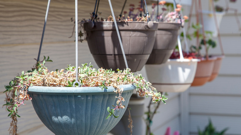 Plants wilt in the sun inside a row of hanging baskets