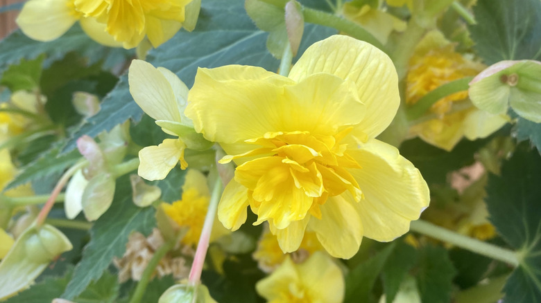 A yellow begonia grows in a garden.