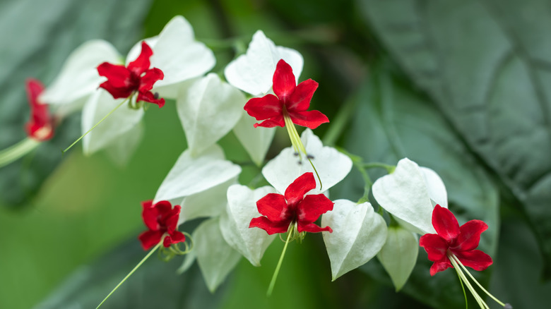 Pink and white clerodendrum grow in a garden.