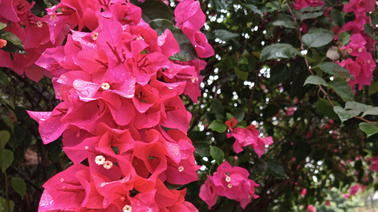 Pink bougainvillea grows in a garden.
