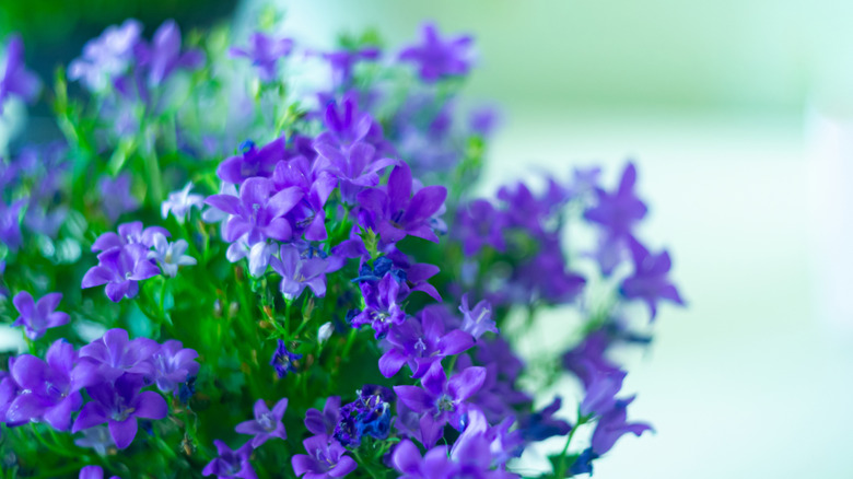 Purple browallia growing in a garden.