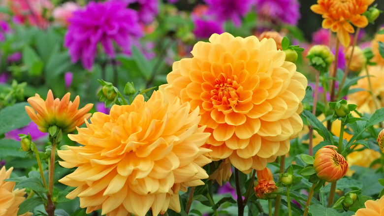 Multicolored dahlias grow in a garden.