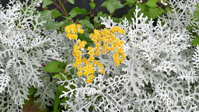 Yellow dusty miller with silvery leaves grows in a garden.