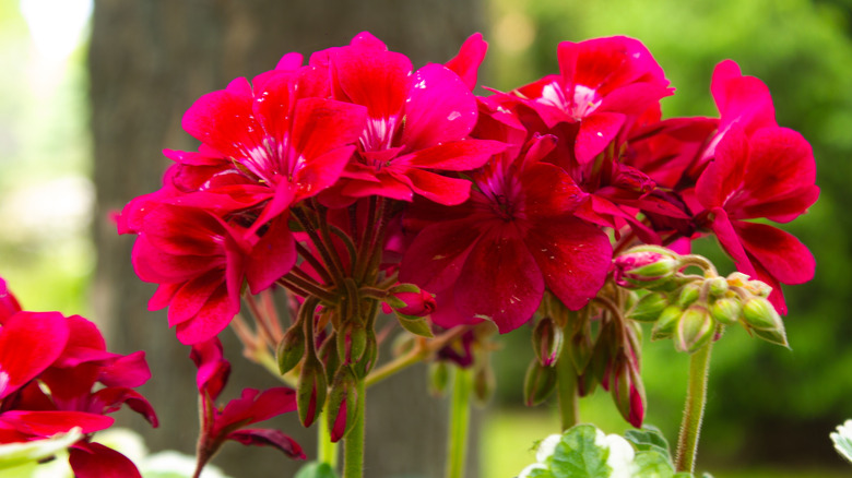 Red geraniums grow in a garden.