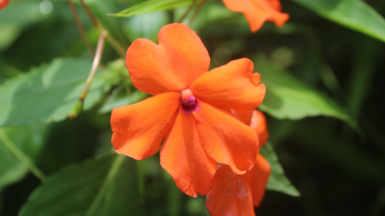 Orange impatiens grow in a garden.