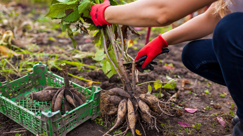 A gardener prepares dug-up dahlia tubers for overwintering
