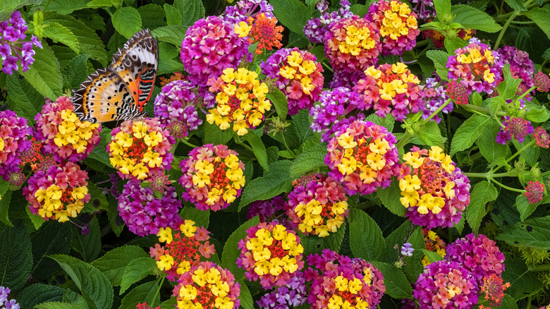 Multicolored lantana grows in a garden.