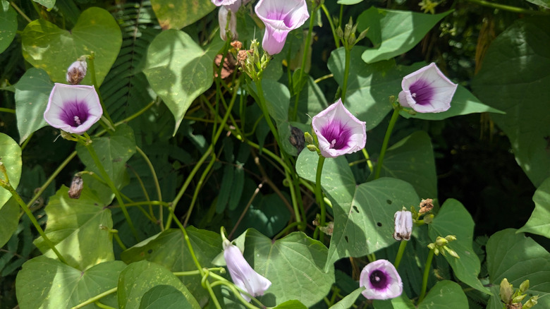 White and purple sweet potato flowers grow on a vine.