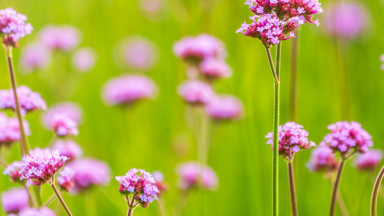 Pink verbena grows in a garden.