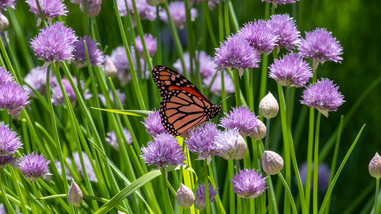 Monarch butterfly amid flowering chives