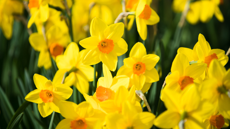 Close-up of vivid yellow daffodils