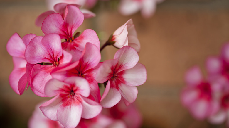 Close-up of pink geranium flowers