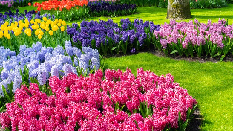 Hyacinth flower beds in multiple colors with yellow tulips