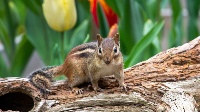 Chipmunk on a log in front of background flowers