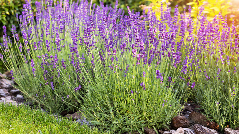 Blooming lavender clumps in a flower bed