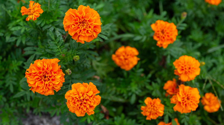 Orange marigold flowers and green foliage