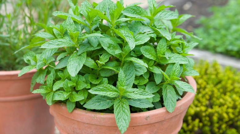 Mint growing in a pot outdoors