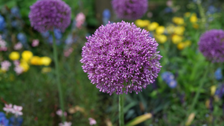 Blooming purple allium flowers in garden
