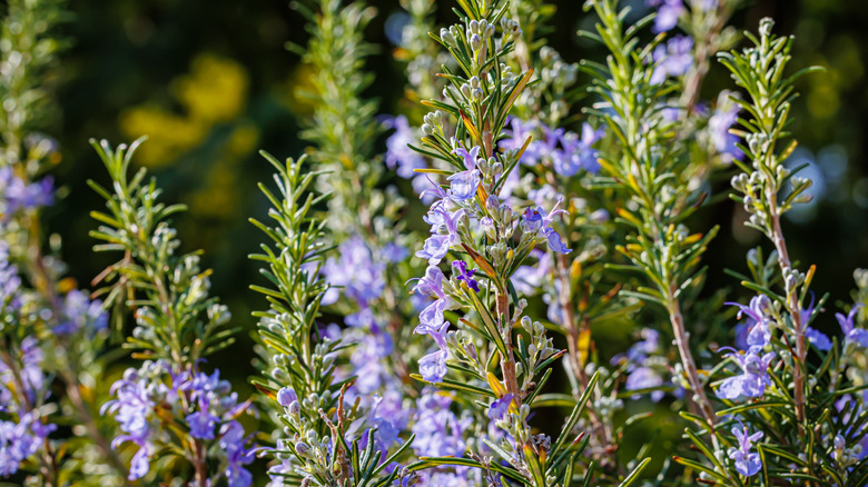 Blooming rosemary bushes