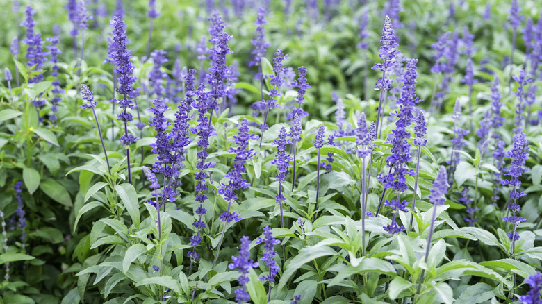 Blooming salvia plants in garden